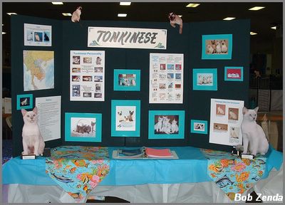 Tonkinese Bred Booth @ Tonks West